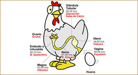 Gallina en pepitoria