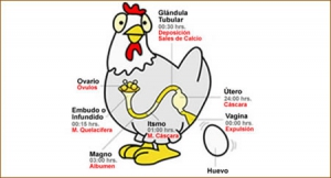 receta Gallina en pepitoria