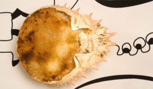 receta Txangurro preparao